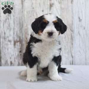 Fritz, Mini Bernedoodle Puppy